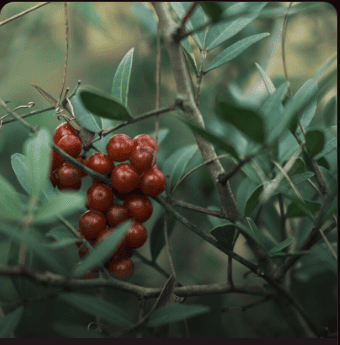 catuaba bark extract
