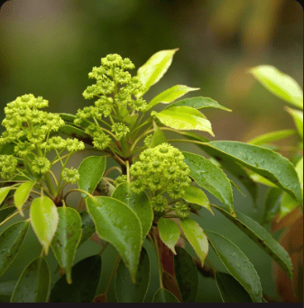 muira puama extract