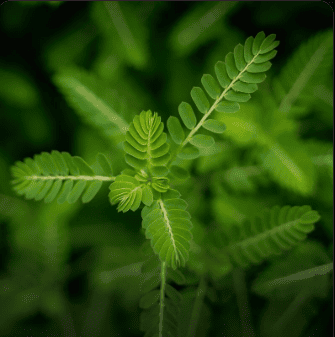 tribulus terrestris